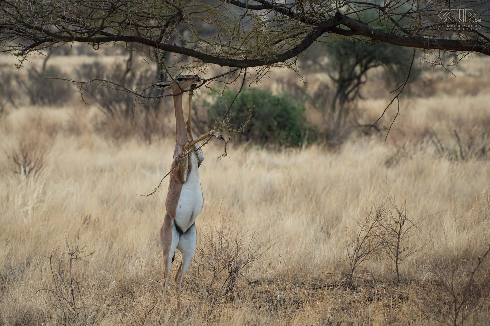 Samburu - Gerenoek De gerenoek of girafgazelle (Gerenuk, Litocranius walleri) is een slanke antilope met een lange nek die blaadjes en takjes eet van droge acacias en doornstruiken. Deze gazelles komen enkel voor in het noorden van Kenia. Stefan Cruysberghs